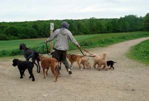 British woman fined 5,500 pounds for noisy pets