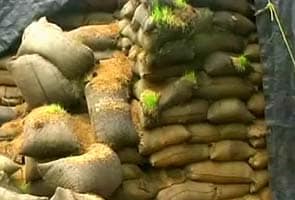 Drought stares at Maharashtra, but rice worth Rs 250 crores rots
