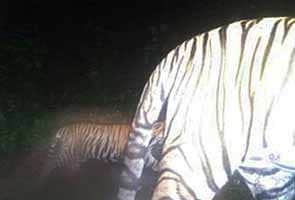 Tiger cub spotted in Sariska reserve