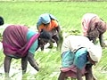 BJP MP Claims Scam Worth Thousands Of Crores In Paddy Procurement In Telangana
