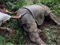 Rhinos under attack in Kaziranga, three poached in two days