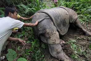Kaziranga rhino, mutilated by poachers, dies