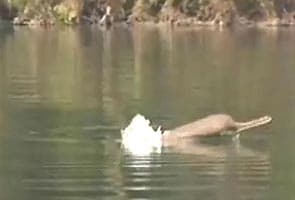 Dolphin census to be carried out in Uttar Pradesh
