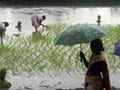 Monsoon rains continue late revival