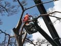 Japan tsunami 'miracle pine' cut down, preserved