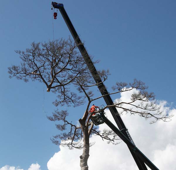 Japan tsunami 'miracle pine' cut down, preserved