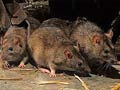 Indian restaurant in Oz fined for rats