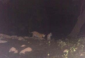 Look who's been spotted at the Sariska Tiger Reserve