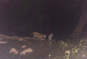 Look who's been spotted at the Sariska Tiger Reserve