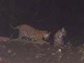 Look who's been spotted at the Sariska Tiger Reserve