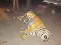 Tigress killed, hacked into pieces in Itanagar zoo