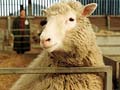 Clone scientist who helped create Dolly the sheep dies