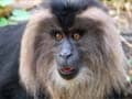 Globally primates go downhill, India has reason to cheer