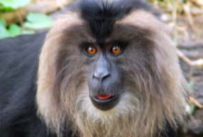 Globally primates go downhill, India has reason to cheer