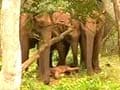 Baby elephant in trouble is guarded by mother, others
