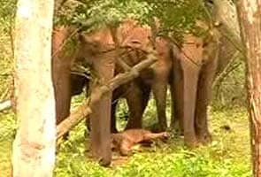 Baby elephant in trouble is guarded by mother, others