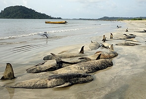 40 whales die in mass stranding on Andaman island