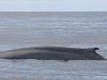 Scientists tune into blue whale songs with defence technology