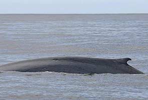 Scientists tune into blue whale songs with defence technology