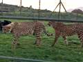 Cheetah dies in Gujarat zoo