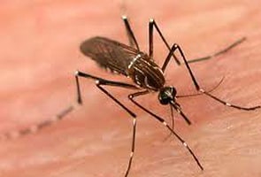 Scientists discover how dengue virus enters human cells