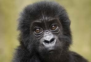 25 primate species reported on brink of extinction