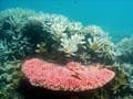 Australia admits neglect of Great Barrier Reef