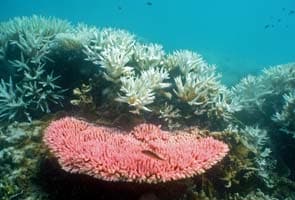 Australia admits neglect of Great Barrier Reef