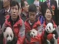 Chinese scientist says prehistoric man ate pandas