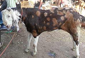 Saifeena for Rs. four lakh at Delhi's Jama Masjid goat market