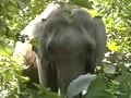 Elephant kills mahout in Odisha