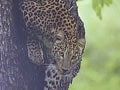 40-year-old woman killed in leopard attack in Odisha