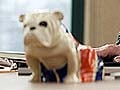 'Skyfall' bulldog now the hottest desk accessory