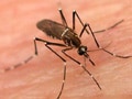 35 dengue cases detected in Nagpur in October