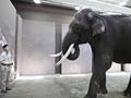 Meet Koshik the elephant who 'speaks' Korean