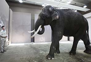 Meet Koshik the elephant who 'speaks' Korean
