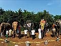 Rejuvenation camp begins for temple elephants