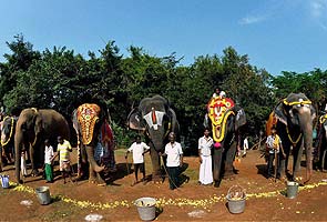 Rejuvenation camp begins for temple elephants