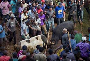 Obama beats Romney in a bullfight in Kenya