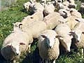 Australia appalled by Pakistan sheep slaughter