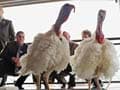 Barack Obama to pardon Thanksgiving turkey