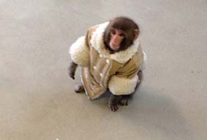Coat-wearing monkey caught outside Toronto store