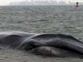 Massive beached whale dies in New York City