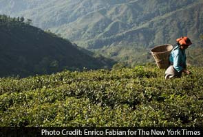 Darjeeling tea growers get protection from European Union