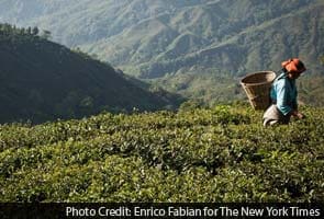 Darjeeling tea growers get protection from European Union Darjeeling tea growers get protection from European Union