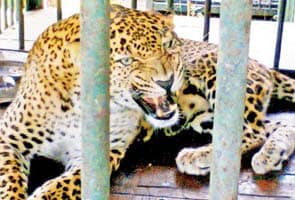 In Mumbai, a leopard comes knocking at 7 am