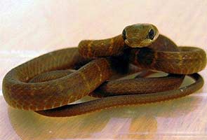 Snake on a plane forces emergency landing