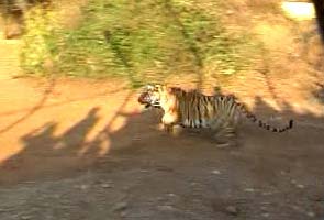 Bina 1 and 2, sisters and tigresses, arrive in Sariska