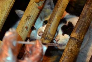 Around 600 cats, destined for dinner plates, rescued after China crash 