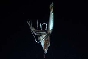 Giant squid captured on video in ocean depths 
